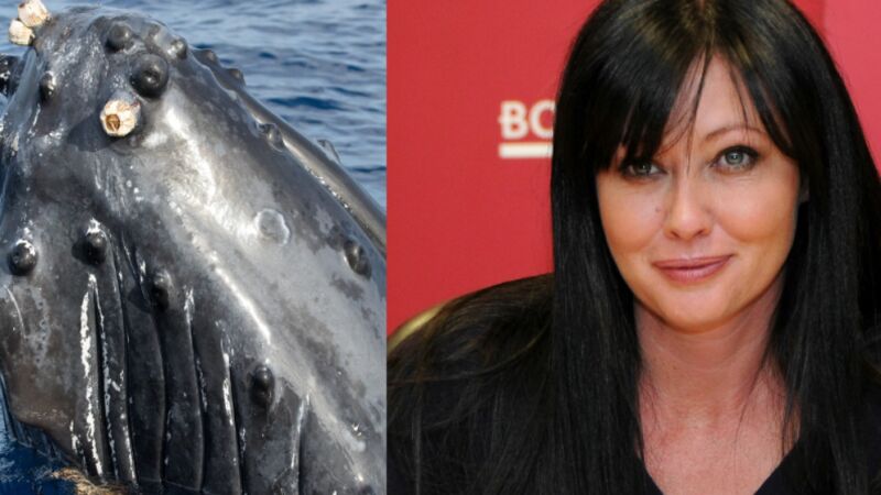 Poprvé od smrti Brendy z Beverly Hills promluvila matka a kamarád: Shannen Doherty se vrátila jako keporkak